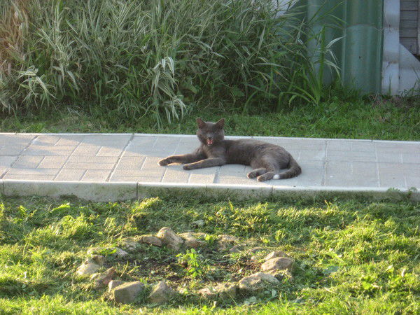 Алла Бровко