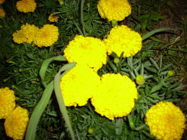 Дарья Гайденрайх