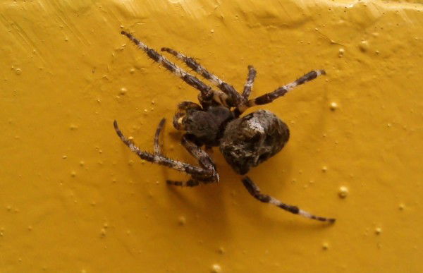 Слава Березин