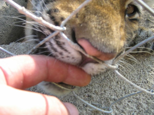 Андрей Веретенников