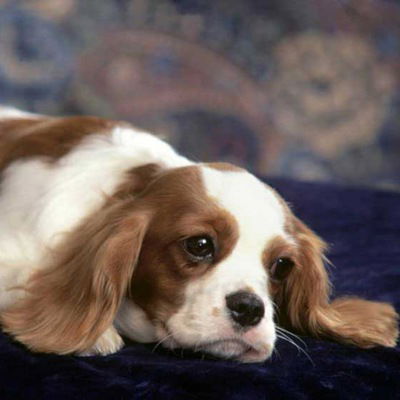 Антон Кушников