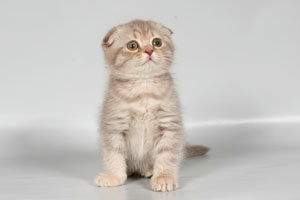 Наталья Носова