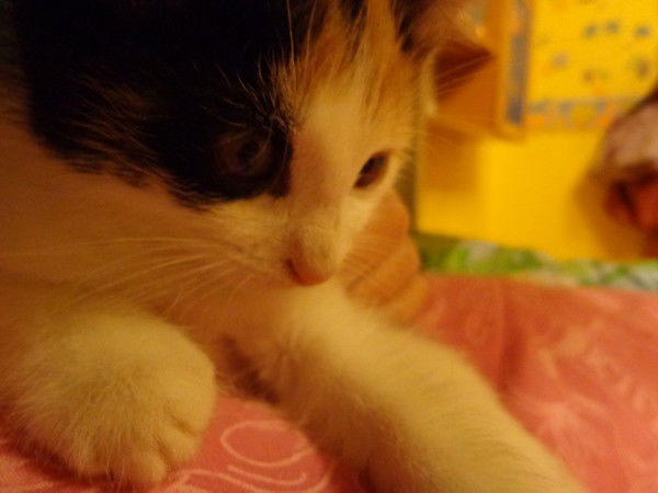 Анжелика Гребенькова