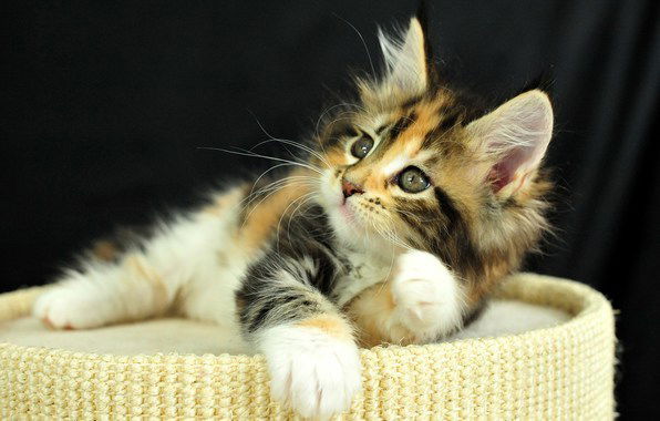 Артем Василенко