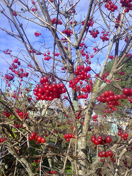 Светлана Шагина