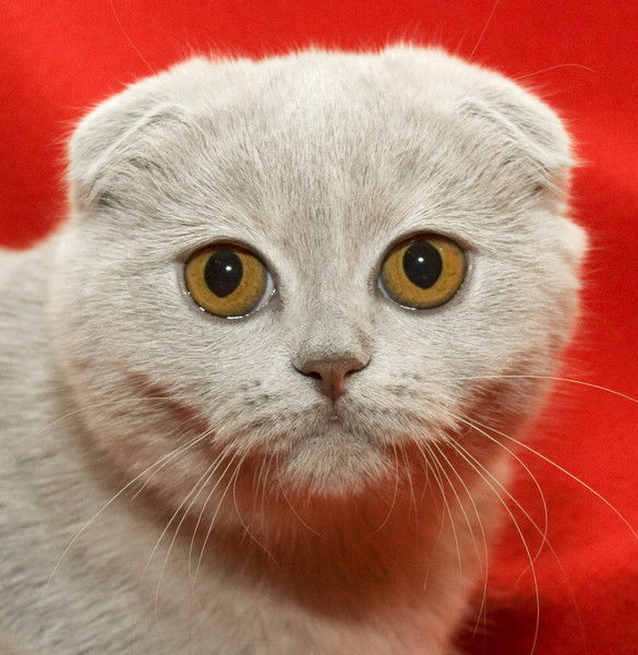 Оксана Мищенко