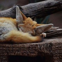 Арина Королева