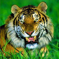 Виктор Карауш