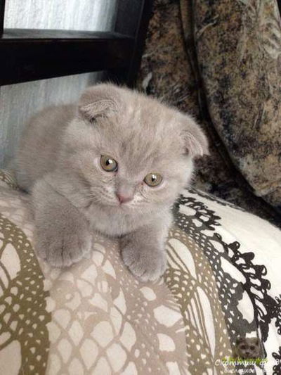 Ирина Милютина