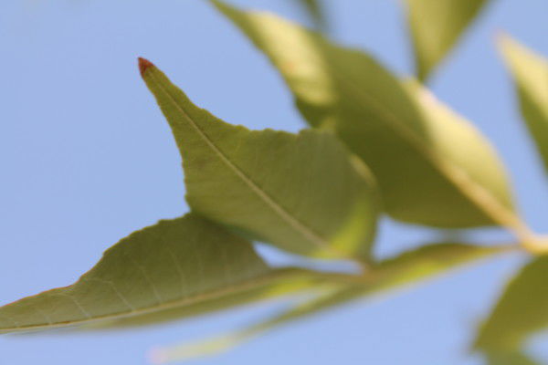 Айнура Байназаровна