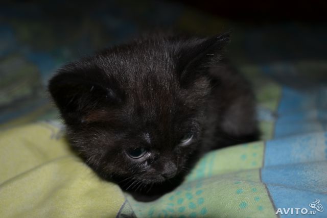 Натали Герман