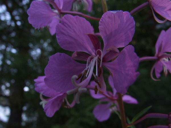 Михаил Бурлаченко