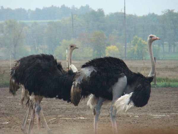 Ольга Колыгина