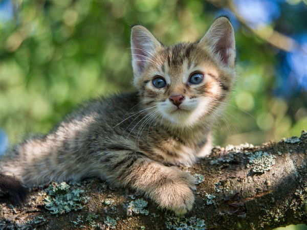 Константин Филиппов