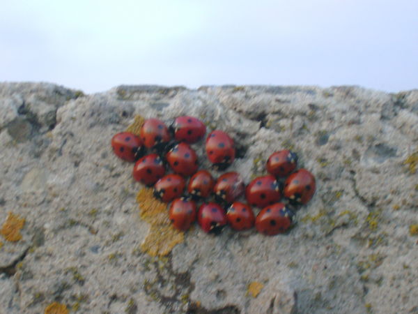 Екатерина Медведева