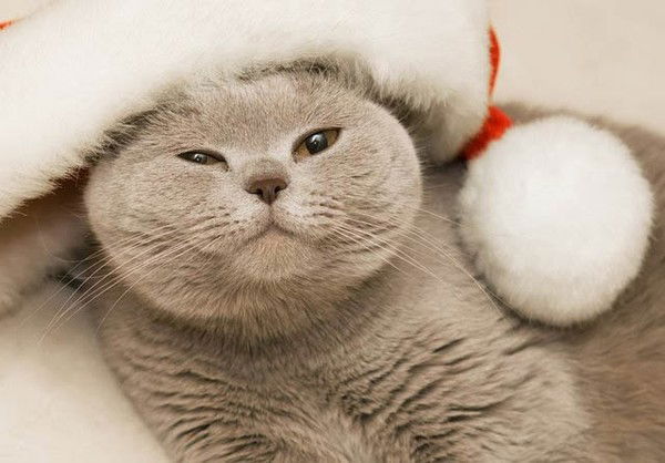 Елена Виноградова