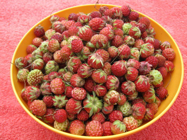 Жанатаев Ережеп