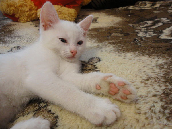 Сергей Куликов