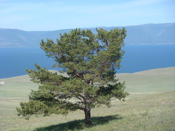 Софья Довман