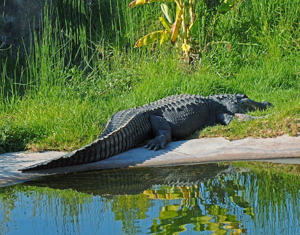 Доцент Мамин