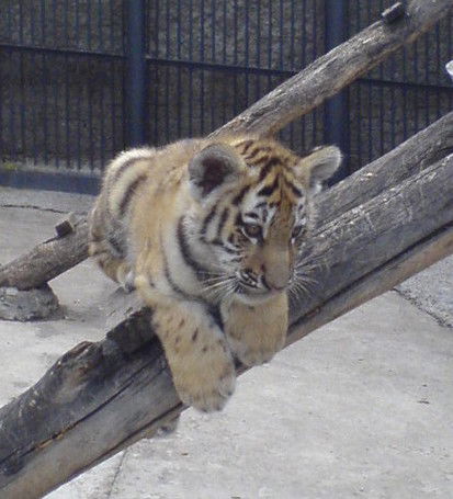 Елена Пугачева