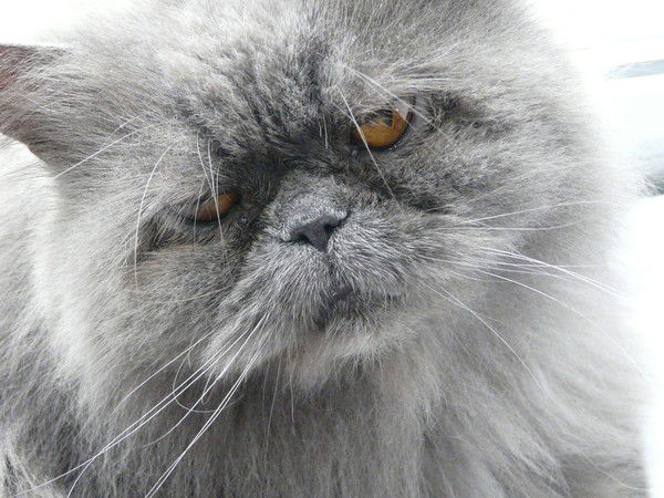 Михаил Дворкин