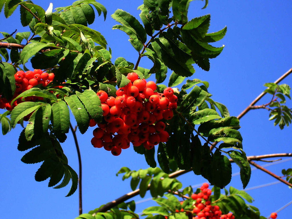 Лариса Петропавловская