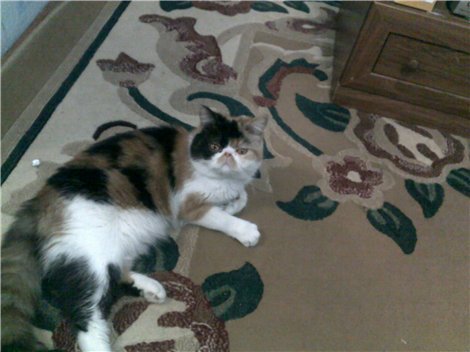 Акмарал Лукашева