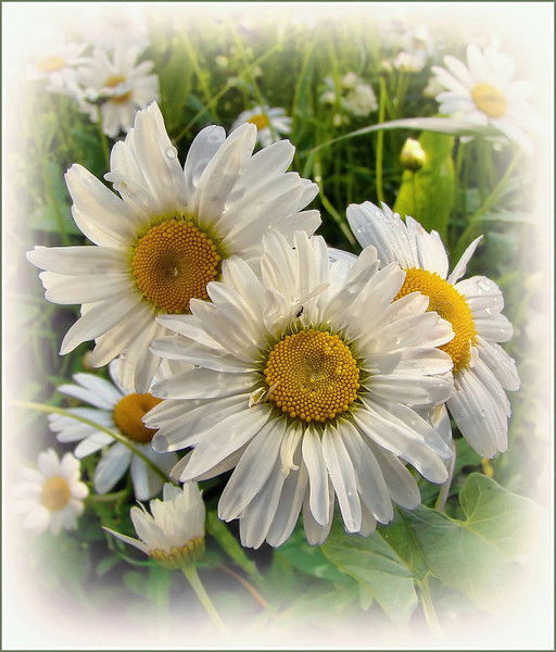 Елена Чупринская