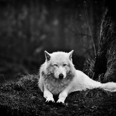 Ярослав Северов