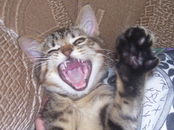 Ольга Петрова