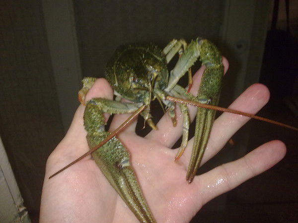 Андрей Марченко