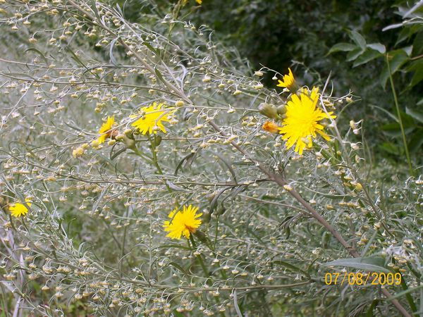 Ирина Паршина