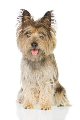 Зоомагазин Тотошка