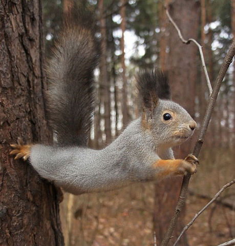 Вячеслав Скачко