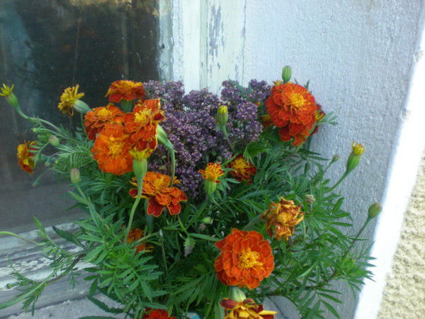 Тамара Давидова(Анциферова)