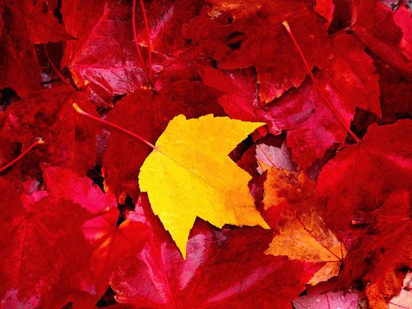 Антон Юрков