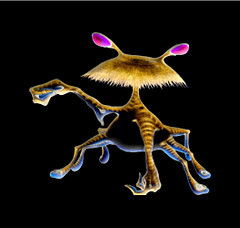 Kalimindra Rozenfeld