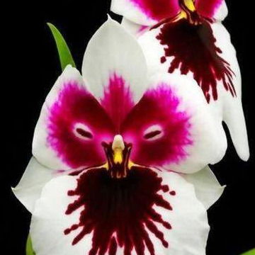 Елена Кочетовская