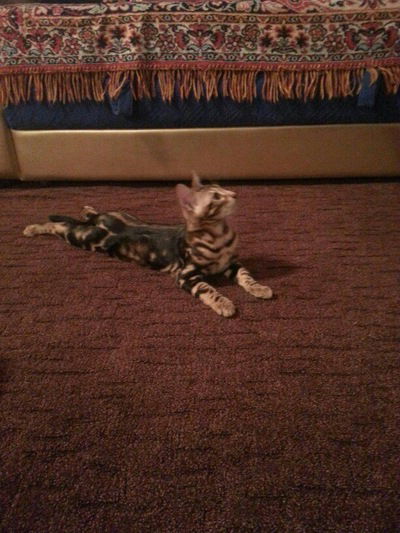 Владислав Юрин