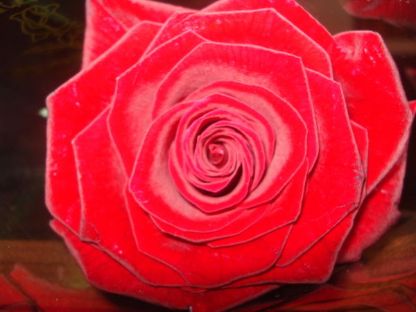 Наталья Корнеева