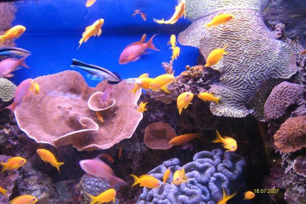 Наташа Синенко