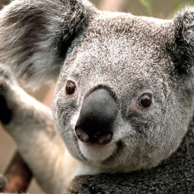 Карина Ратникова