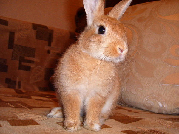 Лидия Михнич