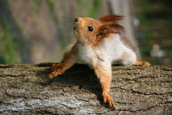 Яна Довлатова