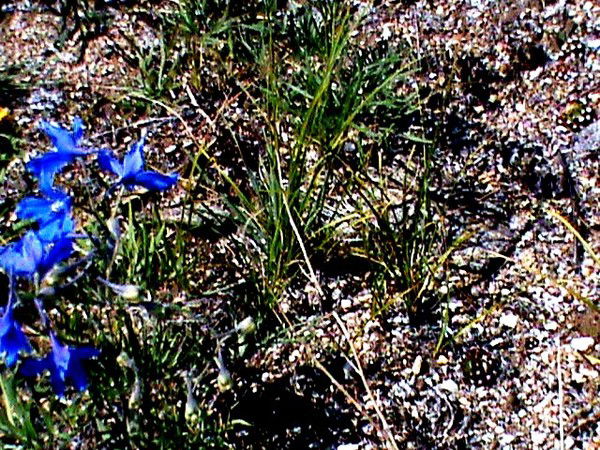 Кулева Светлана