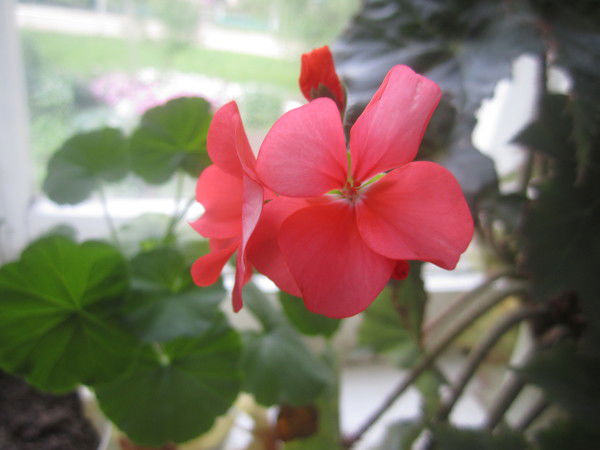 Алексей Поглазов