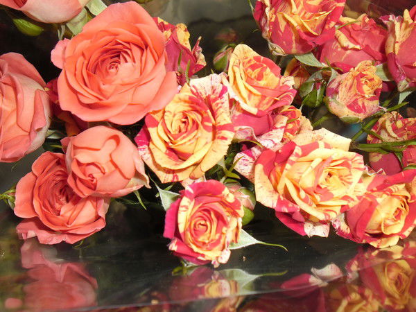 Инга Слепенцева