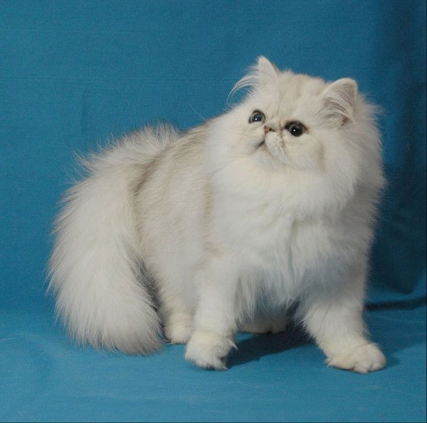 Татьяна Андрианова