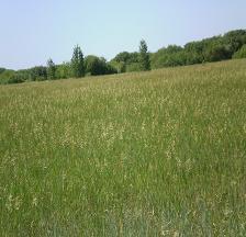 Вячеслав Пацер